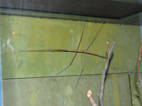 Смотреть фото Аннамский палочник Фото Аннамский палочник