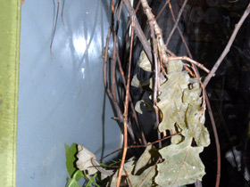 Смотреть фото Аннамский палочник Фото Аннамский палочник