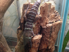 Смотреть фото Новогвинейский палочник Фото Новогвинейский палочник