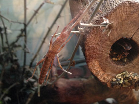 Смотреть фото Новогвинейский палочник Фото Новогвинейский палочник