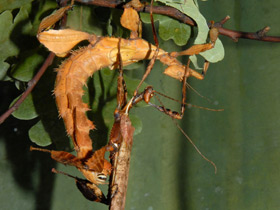 Смотреть фото Австралийский палочник Фото Австралийский палочник