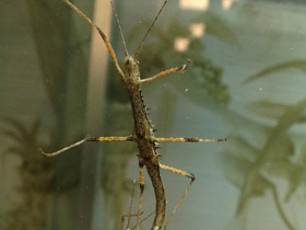 Смотреть фото Колючий палочник Фото Колючий палочник