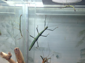 Смотреть фото Палочник перифетес Фото Палочник перифетес