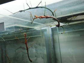 Смотреть фото Палочник перифетес Фото Палочник перифетес