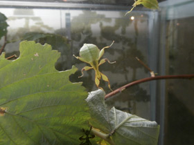 Смотреть фото Палочник-листовидка Фото Палочник-листовидка