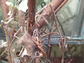 Смотреть фото Филиппинский палочник Фото Филиппинский палочник