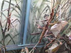 Смотреть фото Филиппинский палочник Фото Филиппинский палочник