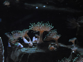 Смотреть фото Каменная актиния Фото Каменная актиния