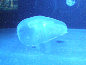 Смотреть фото Ушастая медуза Фото Ушастая медуза