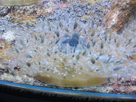 Смотреть фото Мангровая сидячая медуза Фото Мангровая сидячая медуза