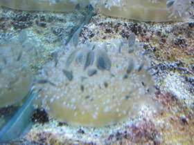 Смотреть фото Мангровая сидячая медуза Фото Мангровая сидячая медуза