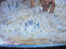 Смотреть фото Мангровая сидячая медуза Фото Мангровая сидячая медуза