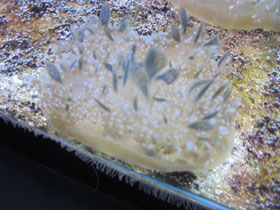 Смотреть фото Мангровая сидячая медуза Фото Мангровая сидячая медуза