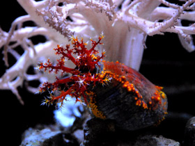 Смотреть фото Трехцветная голотурия Фото Трехцветная голотурия