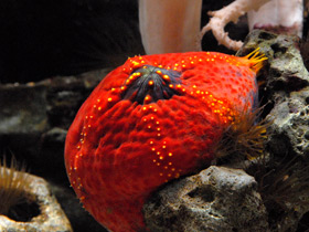 Смотреть фото Трехцветная голотурия Фото Трехцветная голотурия