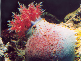 Смотреть фото Трехцветная голотурия Фото Трехцветная голотурия