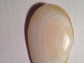 Смотреть фото Синдесмии Фото Синдесмии