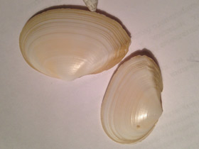 Смотреть фото Синдесмии Фото Синдесмии