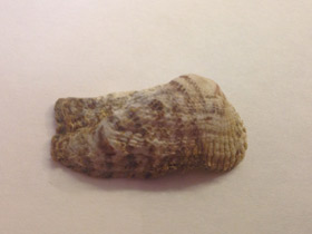 Фото Arca noae