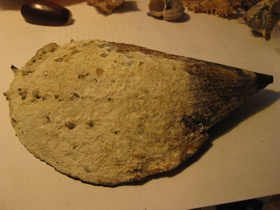 Смотреть фото Пинновые Фото Пинновые