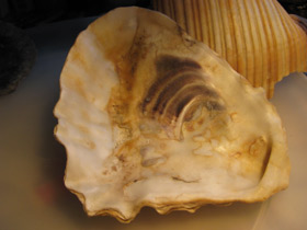 Смотреть фото Устрицы Фото Устрицы