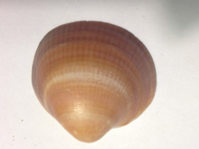 Смотреть фото Глицимериды Фото Глицимериды