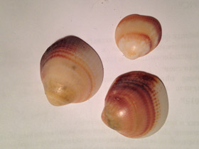 Смотреть фото Глицимериды Фото Глицимериды