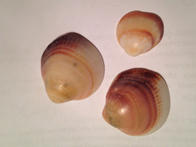 Смотреть фото Глицимериды Фото Глицимериды