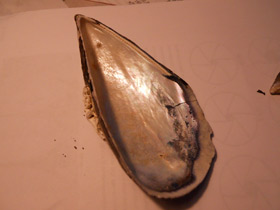 Смотреть фото Митилиды Фото Митилиды