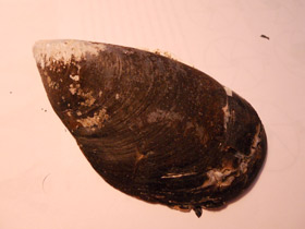 Смотреть фото Митилиды Фото Митилиды