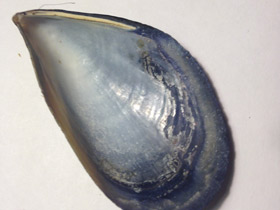 Смотреть фото Митилиды Фото Митилиды