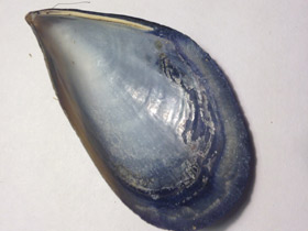 Смотреть фото Митилиды Фото Митилиды