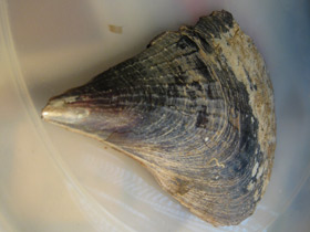 Смотреть фото Пинновые Фото Пинновые