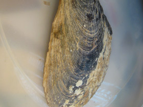 Смотреть фото Пинновые Фото Пинновые