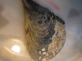 Смотреть фото Пинновые Фото Пинновые