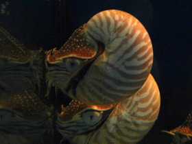 Смотреть фото Наутилоидовые Фото Наутилоидовые