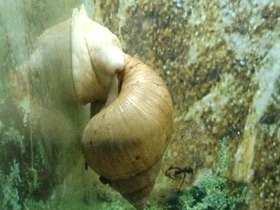 Смотреть фото Ахатиниды Фото Ахатиниды