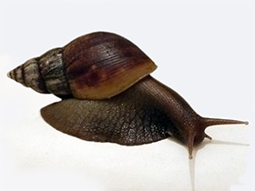 Смотреть фото Ахатиниды Фото Ахатиниды