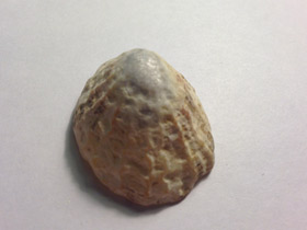 Фото Акмеиды