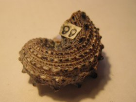 Фото Ангарииды