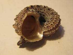 Фото Ангарииды