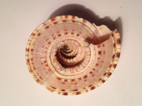 Смотреть фото Архитектонициды Фото Архитектонициды