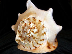 Смотреть фото Рогатый кассис Фото Рогатый кассис