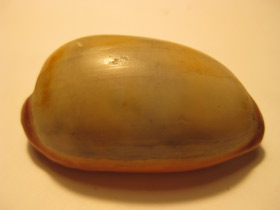 Смотреть фото Ципрея тальпа Фото Ципрея тальпа