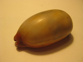 Смотреть фото Ципрея тальпа Фото Ципрея тальпа