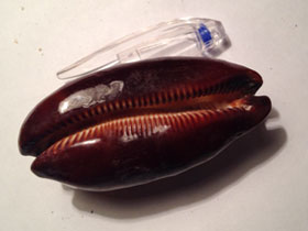 Смотреть фото Ципрея тальпа Фото Ципрея тальпа