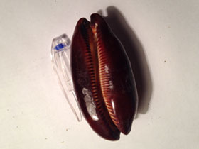 Смотреть фото Ципрея тальпа Фото Ципрея тальпа