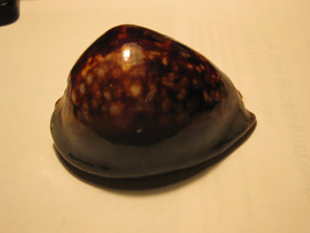 Смотреть фото Ципрея терзитес Фото Ципрея терзитес