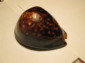 Смотреть фото Ципрея терзитес Фото Ципрея терзитес