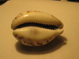 Смотреть фото Тигровая ципрея Фото Тигровая ципрея